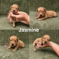 Jasmine, a female Goldendoodle for sale in Corinth, MS – 1 of 1