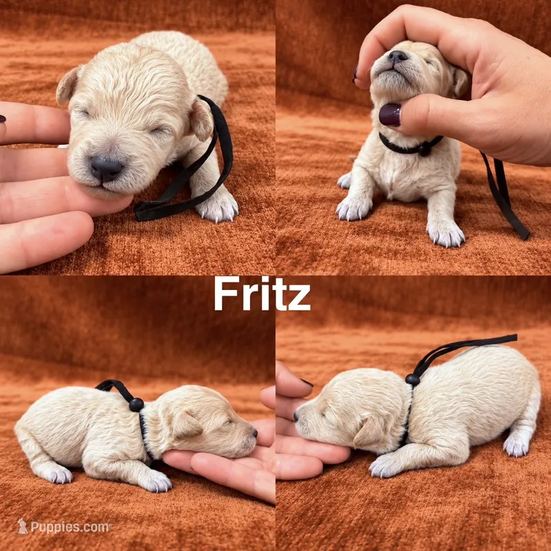 “Fritz” – Goldendoodle puppy for sale in Corinth, MS