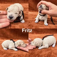 “Fritz”, a male Goldendoodle for sale in Corinth, MS – 1 of 1