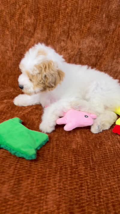 "Poppy", a female Goldendoodle for sale in Corinth, MS – 9 of 9