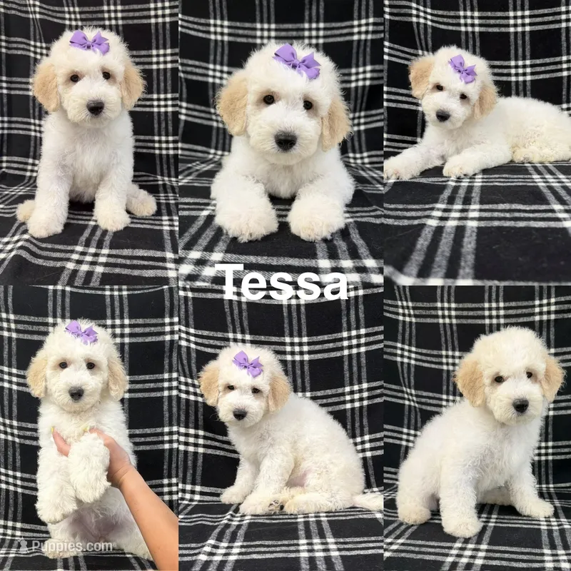 Tessa – Goldendoodle puppy for sale in Corinth, MS