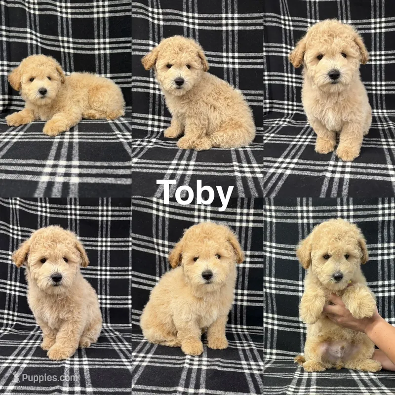 Toby – Goldendoodle puppy on hold in Corinth, MS