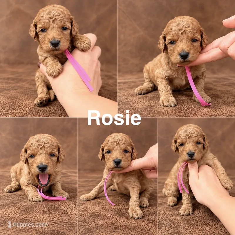 “Rosie” – Goldendoodle puppy for sale in Corinth, MS
