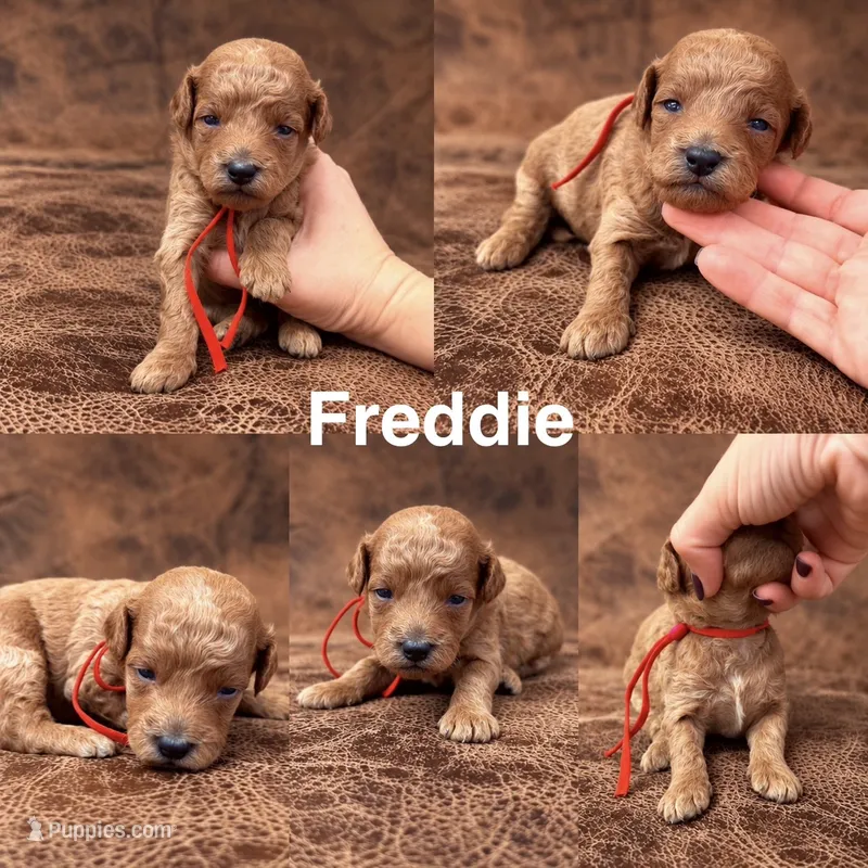 “Freddie” – Goldendoodle puppy for sale in Corinth, MS
