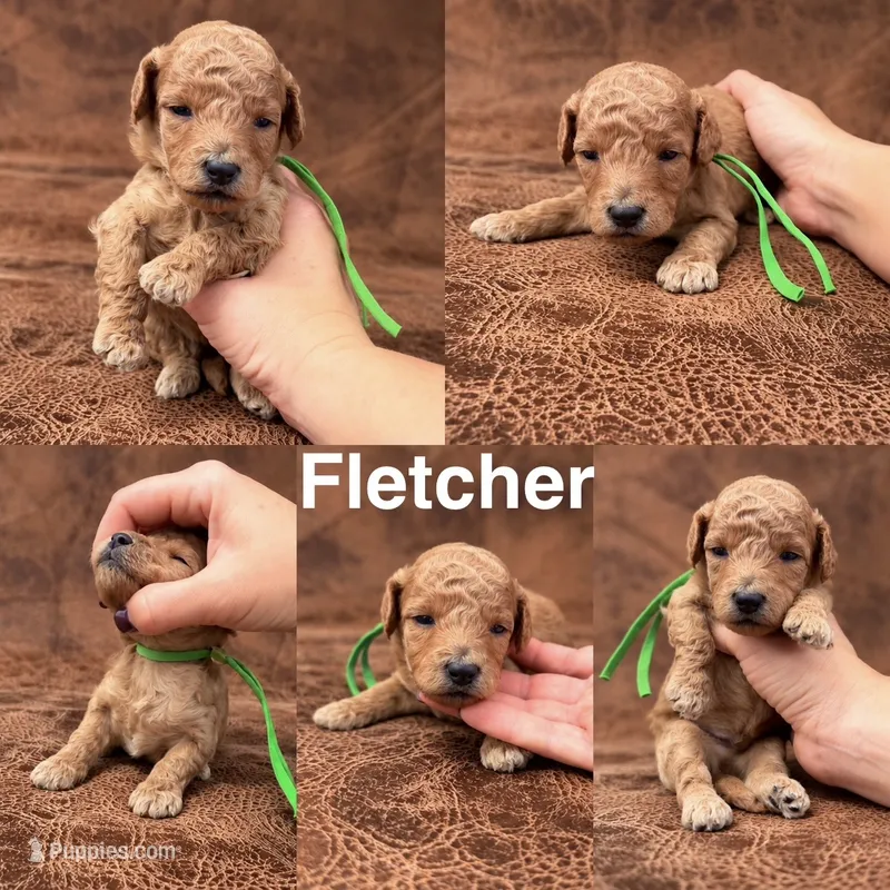 “Fletcher” – Goldendoodle puppy for sale in Corinth, MS