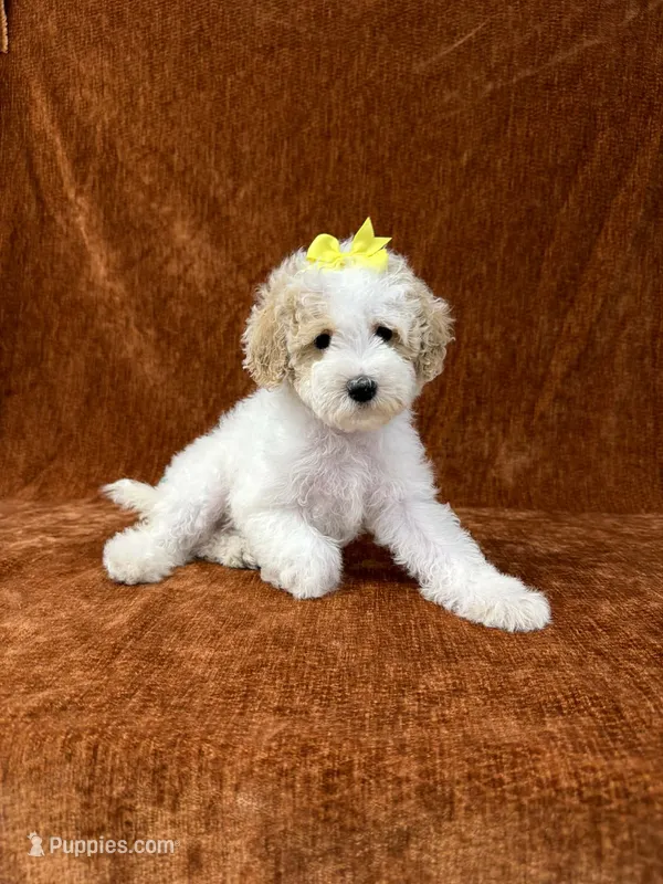 "Polly" – Goldendoodle puppy for sale in Corinth, MS