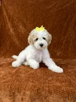 "Polly", a female Goldendoodle for sale in Corinth, MS – 1 of 10