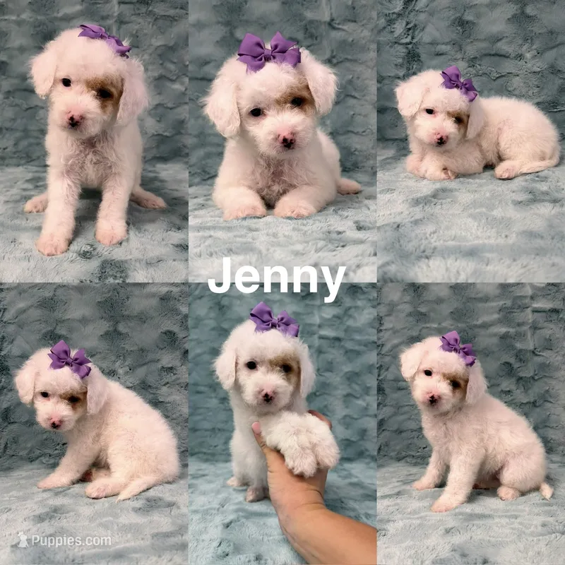 Jenny – Goldendoodle puppy for sale in Corinth, MS