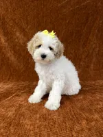 "Polly", a female Goldendoodle for sale in Corinth, MS – 6 of 10