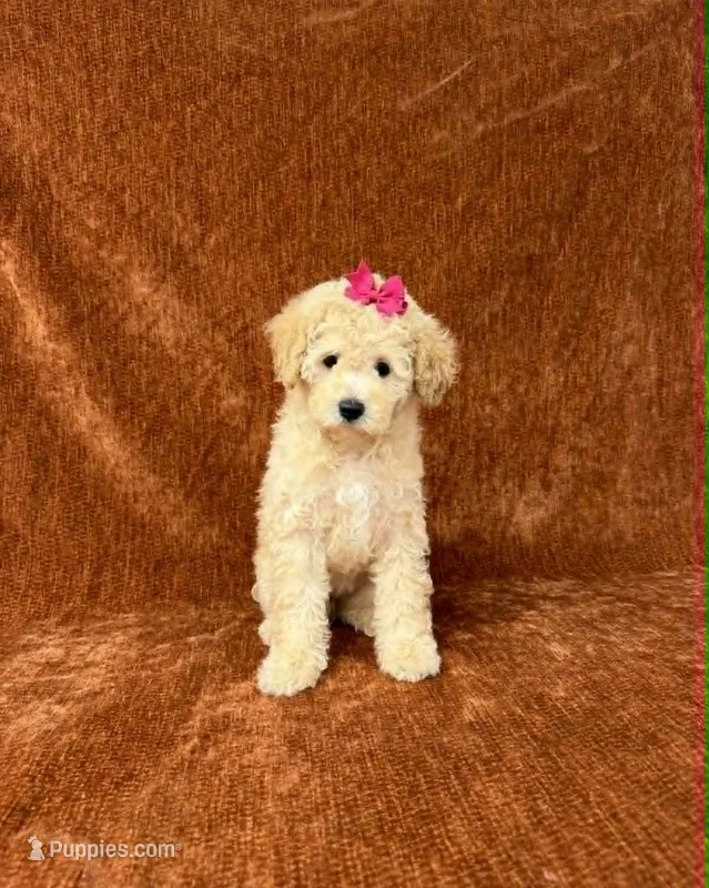 “Penny” – Goldendoodle puppy for sale in Corinth, MS