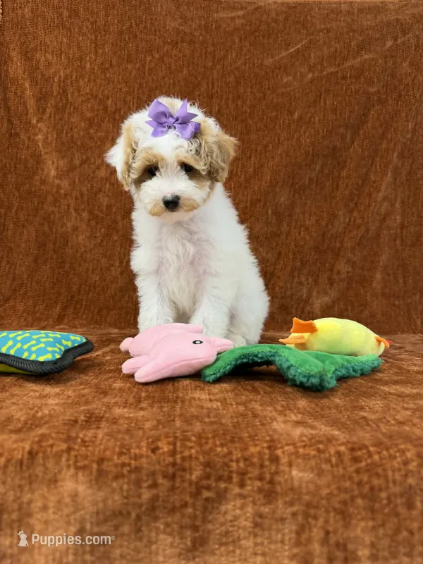 "Poppy" – Goldendoodle puppy for sale in Corinth, MS