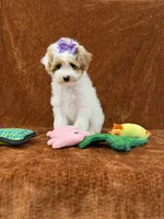 "Poppy", a female Goldendoodle for sale in Corinth, MS – 1 of 9