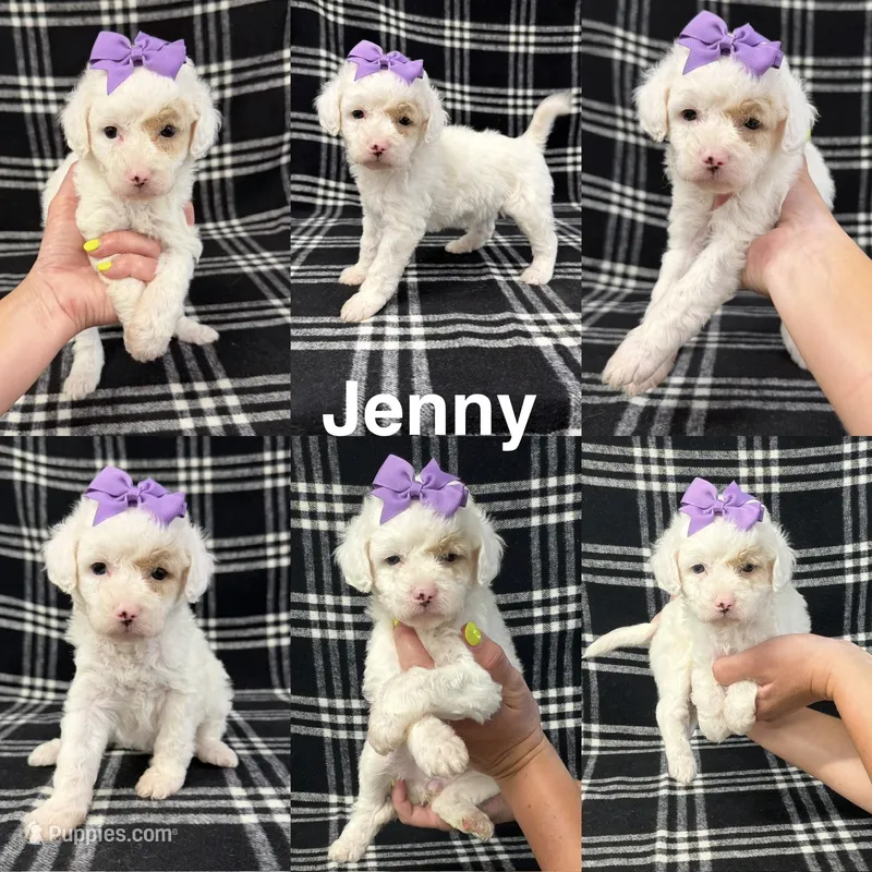 Jenny – Goldendoodle puppy for sale in Corinth, MS