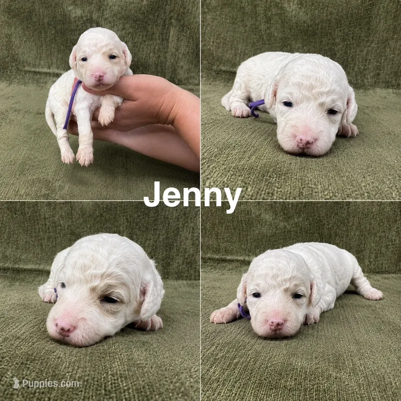Jenny – Goldendoodle puppy for sale in Corinth, MS