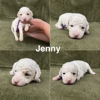Jenny, a female Goldendoodle for sale in Corinth, MS – 1 of 1