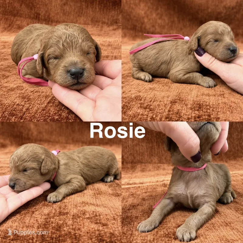 “Rosie” – Goldendoodle puppy for sale in Corinth, MS