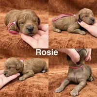 “Rosie”, a female Goldendoodle for sale in Corinth, MS – 1 of 1