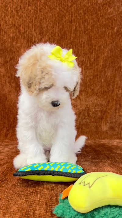"Polly", a female Goldendoodle for sale in Corinth, MS – 10 of 10