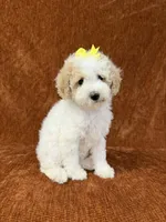 "Polly", a female Goldendoodle for sale in Corinth, MS – 7 of 10