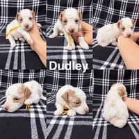Dudley, a male Goldendoodle for sale in Corinth, MS – 1 of 1