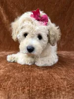 “Penny”, a female Goldendoodle for sale in Corinth, MS – 6 of 8