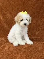 "Polly", a female Goldendoodle for sale in Corinth, MS – 9 of 10