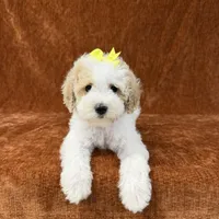 "Polly", a female Goldendoodle for sale in Corinth, MS – 4 of 10