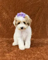 "Poppy", a female Goldendoodle for sale in Corinth, MS – 6 of 9