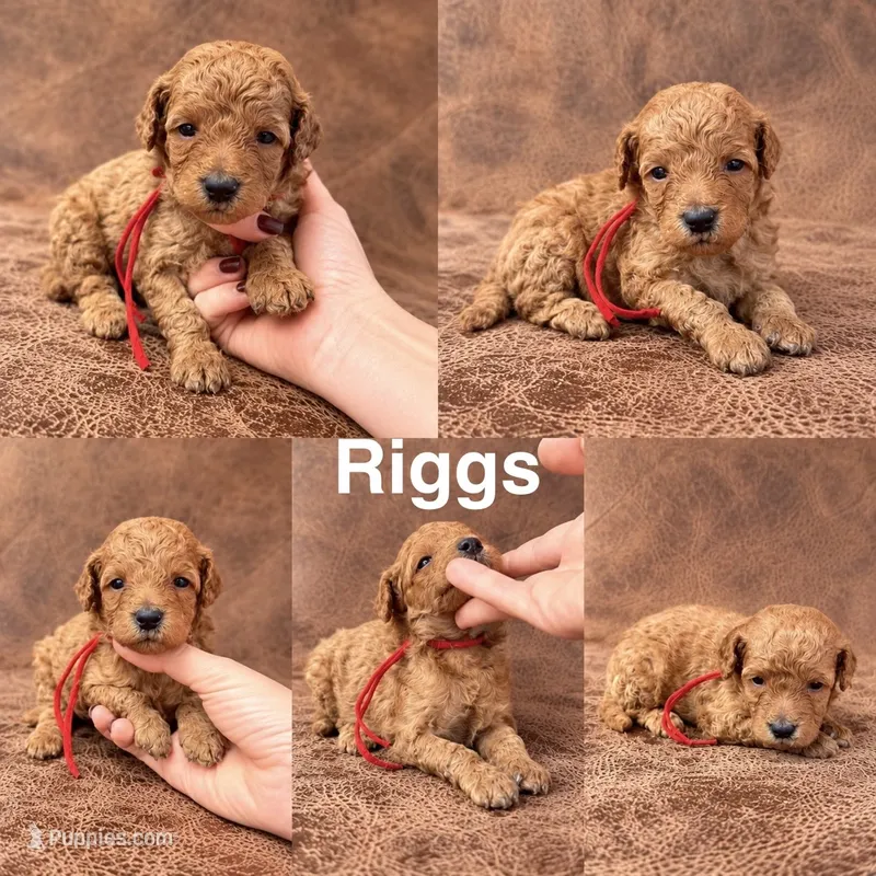 “Riggs” – Goldendoodle puppy for sale in Corinth, MS