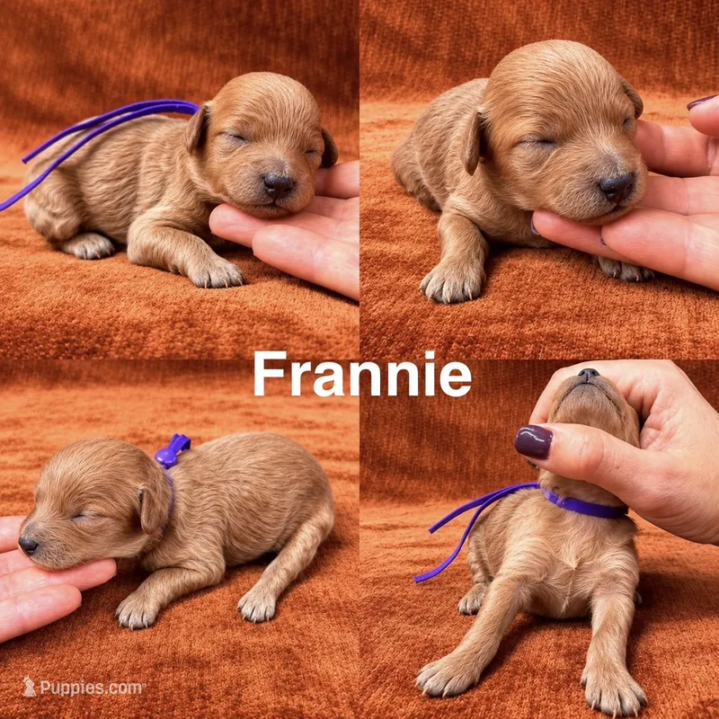 “Frannie” – Goldendoodle puppy for sale in Corinth, MS