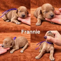 “Frannie”, a female Goldendoodle for sale in Corinth, MS – 1 of 1
