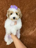 "Poppy", a female Goldendoodle for sale in Corinth, MS – 3 of 9