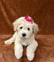“Penny”, a female Goldendoodle for sale in Corinth, MS – 7 of 8