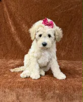 “Penny”, a female Goldendoodle for sale in Corinth, MS – 3 of 8