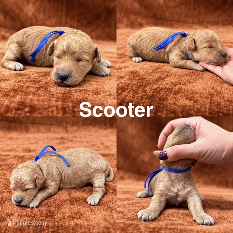 “Scooter” – Goldendoodle puppy for sale in Corinth, MS