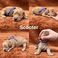 “Scooter”, a male Goldendoodle for sale in Corinth, MS – 1 of 1