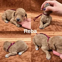 “Reba”, a female Goldendoodle for sale in Corinth, MS – 1 of 1