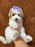 "Poppy", a female Goldendoodle for sale in Corinth, MS – 2 of 9