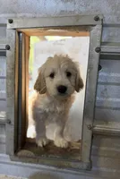 Black, a male Miniature Goldendoodle for sale in Horton, AL – Photo 1 of 6