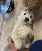 Black, a male Miniature Goldendoodle for sale in Horton, AL – Photo 3 of 6