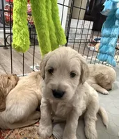 Black, a male Miniature Goldendoodle for sale in Horton, AL – Photo 6 of 6