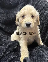 Black, a male Miniature Goldendoodle for sale in Horton, AL – Photo 4 of 6