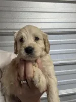 Black, a male Miniature Goldendoodle for sale in Horton, AL – Photo 5 of 6