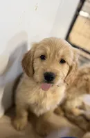 Red, a male Miniature Golden Retriever for sale in Horton, AL – Photo 2 of 4