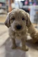 Blue, a male Miniature Goldendoodle for sale in Horton, AL – Photo 3 of 5