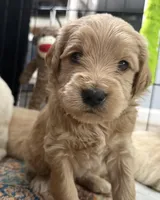 Blue, a male Miniature Goldendoodle for sale in Horton, AL – Photo 5 of 5