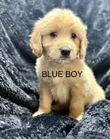 Blue, a male Miniature Goldendoodle for sale in Horton, AL – Photo 2 of 5