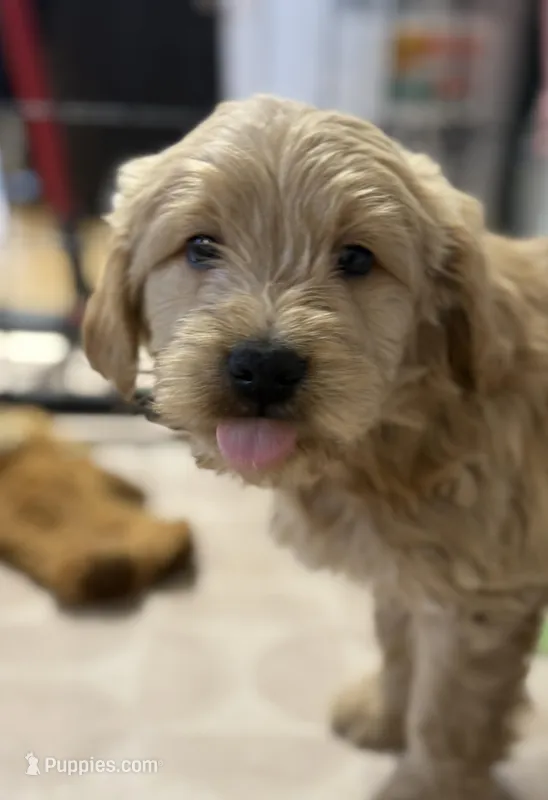 Blue – Miniature Goldendoodle puppy for sale in Horton, AL