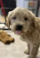 Blue, a male Miniature Goldendoodle for sale in Horton, AL – Photo 1 of 5