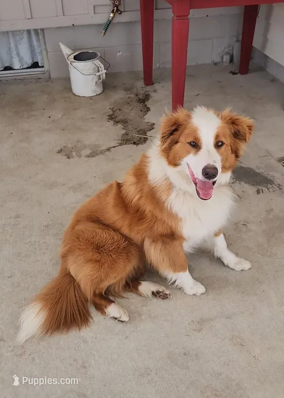 Sarge – English Shepherd puppy on hold in Goshen, IN